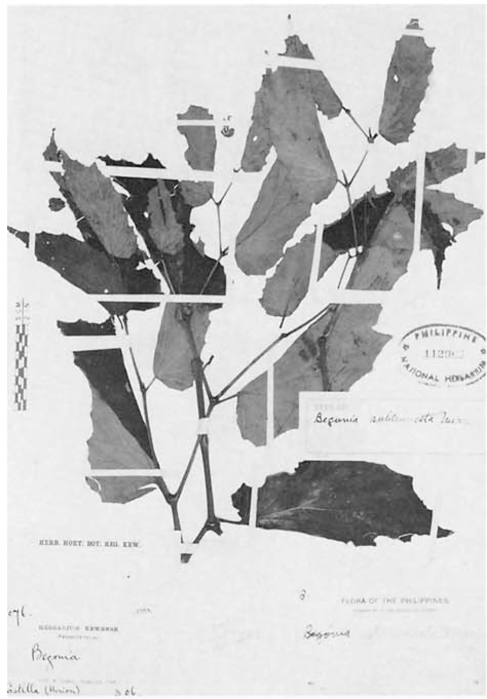 B. subtruncata